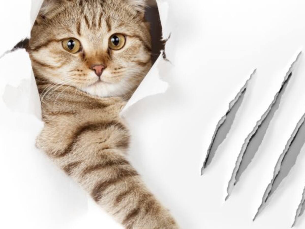 Arañó a su marido y dijo que había sido un gato