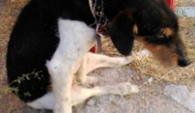 &#039;Barrio&#039;, el perro que presuntamente fue herido por el exalcalde de Muñoveros.