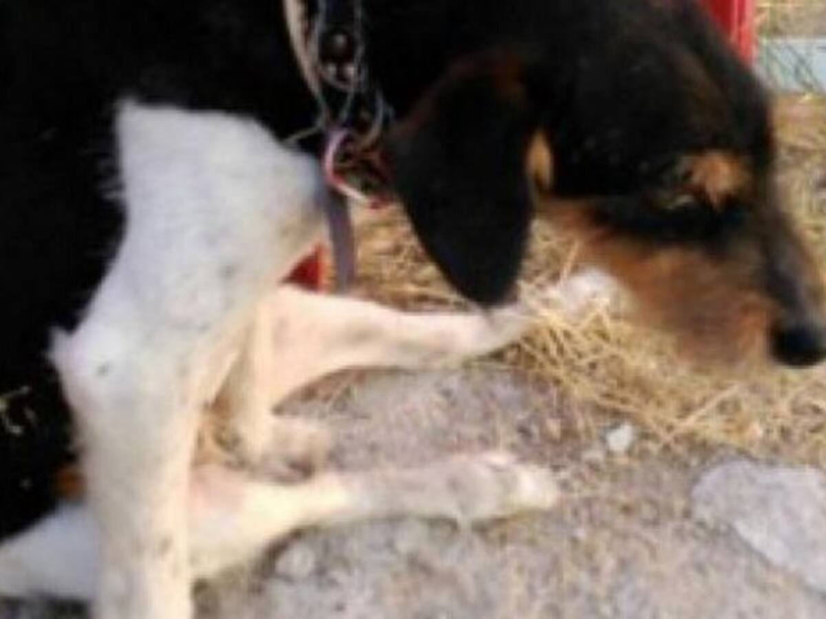 Denuncian al exalcalde de Muñoveros por disparar a un perro y dejarlo paralítico