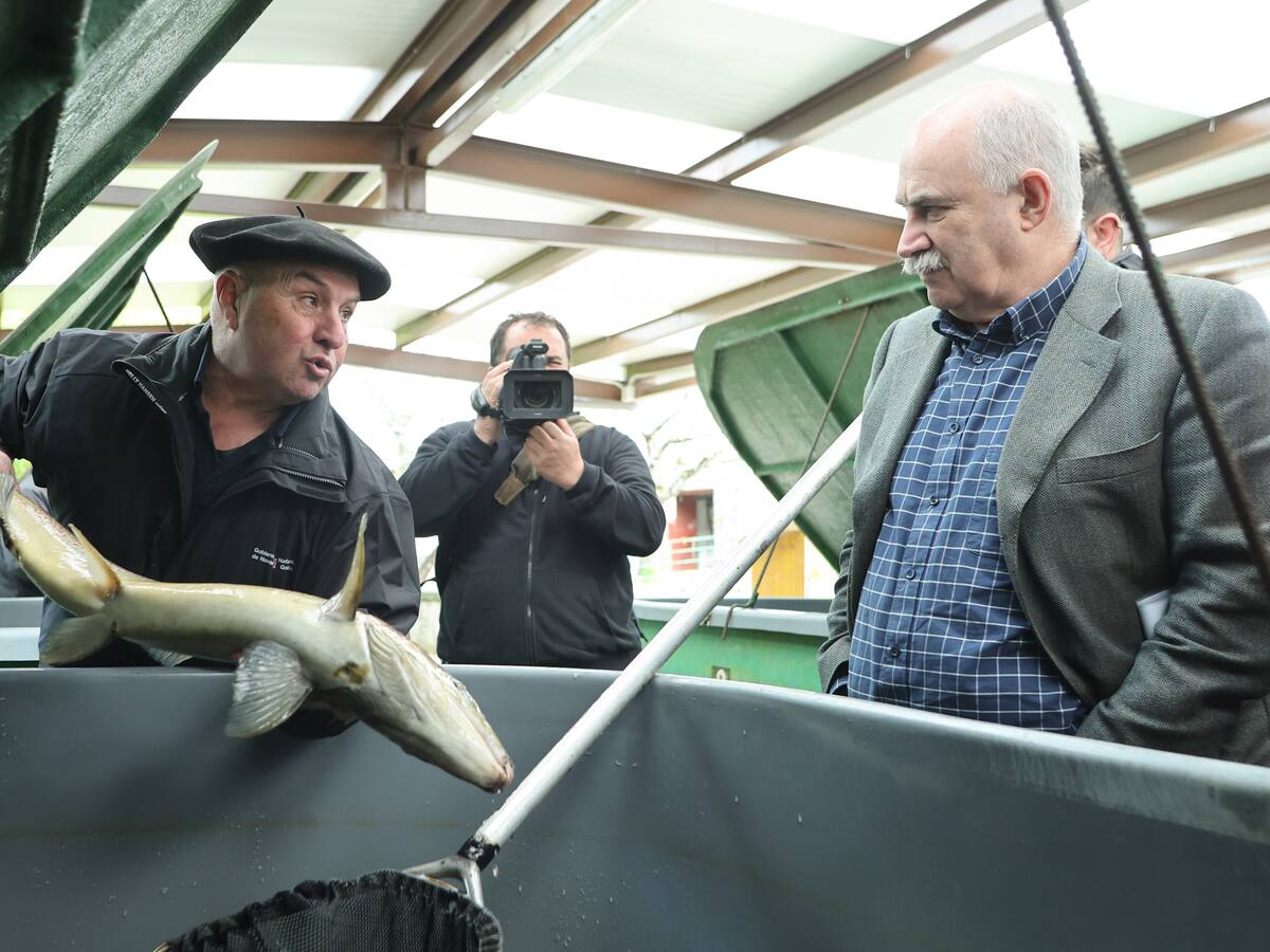 El salmón, una especie "estresada" por el estiaje en los ríos navarros