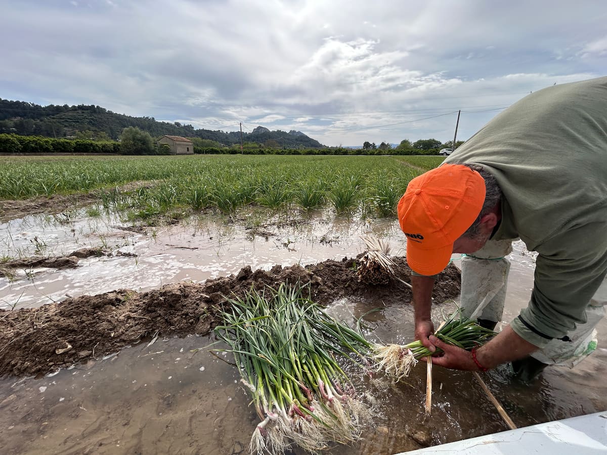 Trabajando de madrugada y sin relevo generacional: así resisten los últimos agricultores de ajo tierno en Xàtiva
