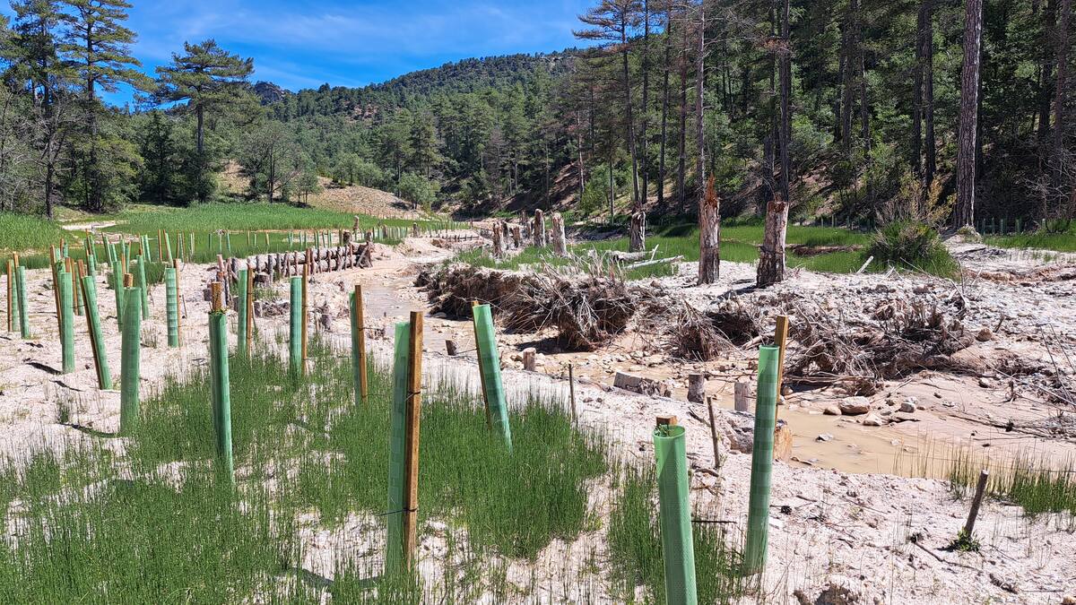Se retiran los sedimientos de caolín en dos arroyos del Alto Tajo