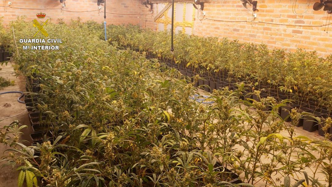 En la nave había 900 plantas de marihuana