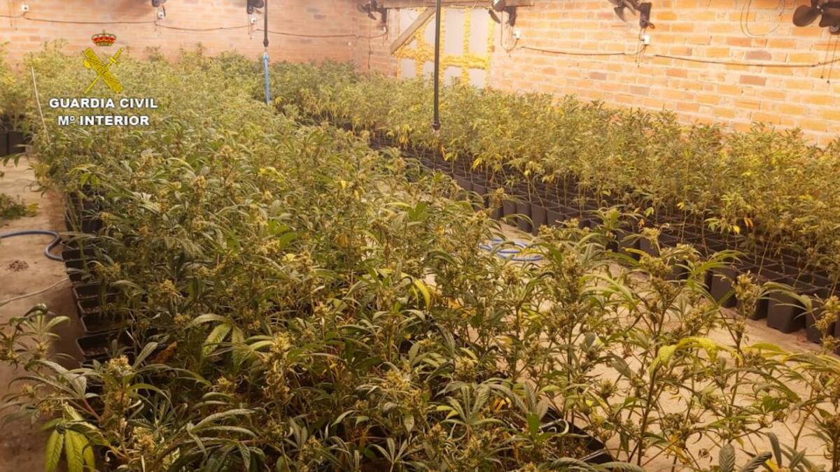 La Guardia Civil desmantela una nave con 900 plantas de marihuana en Villacid de Campos