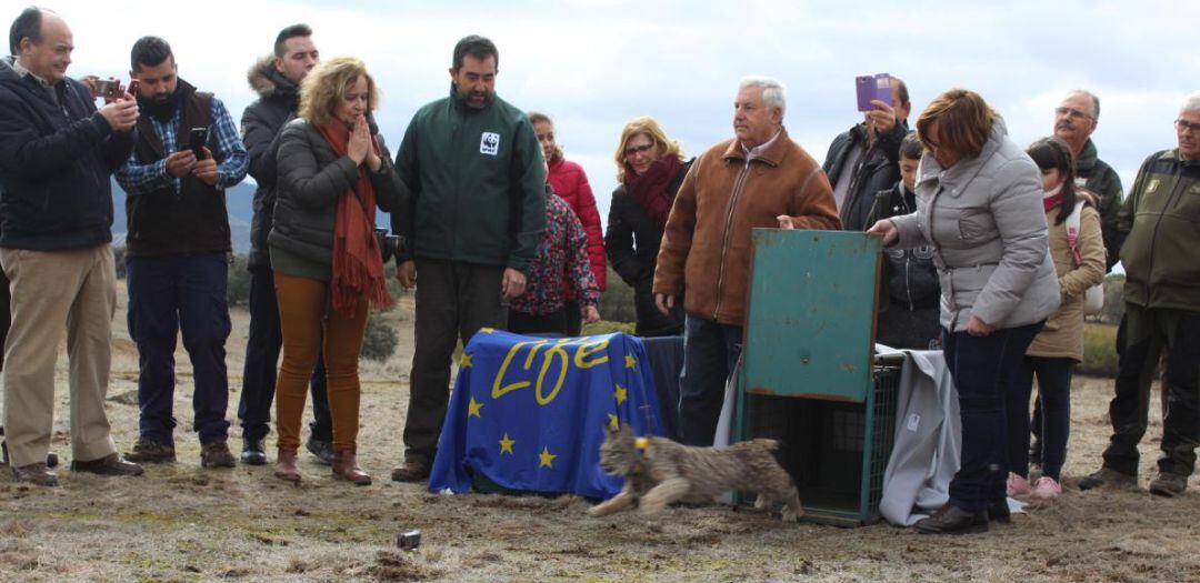 El ejemplar de lince ibérico atropellado, durante su suelta en febrero de 2018 