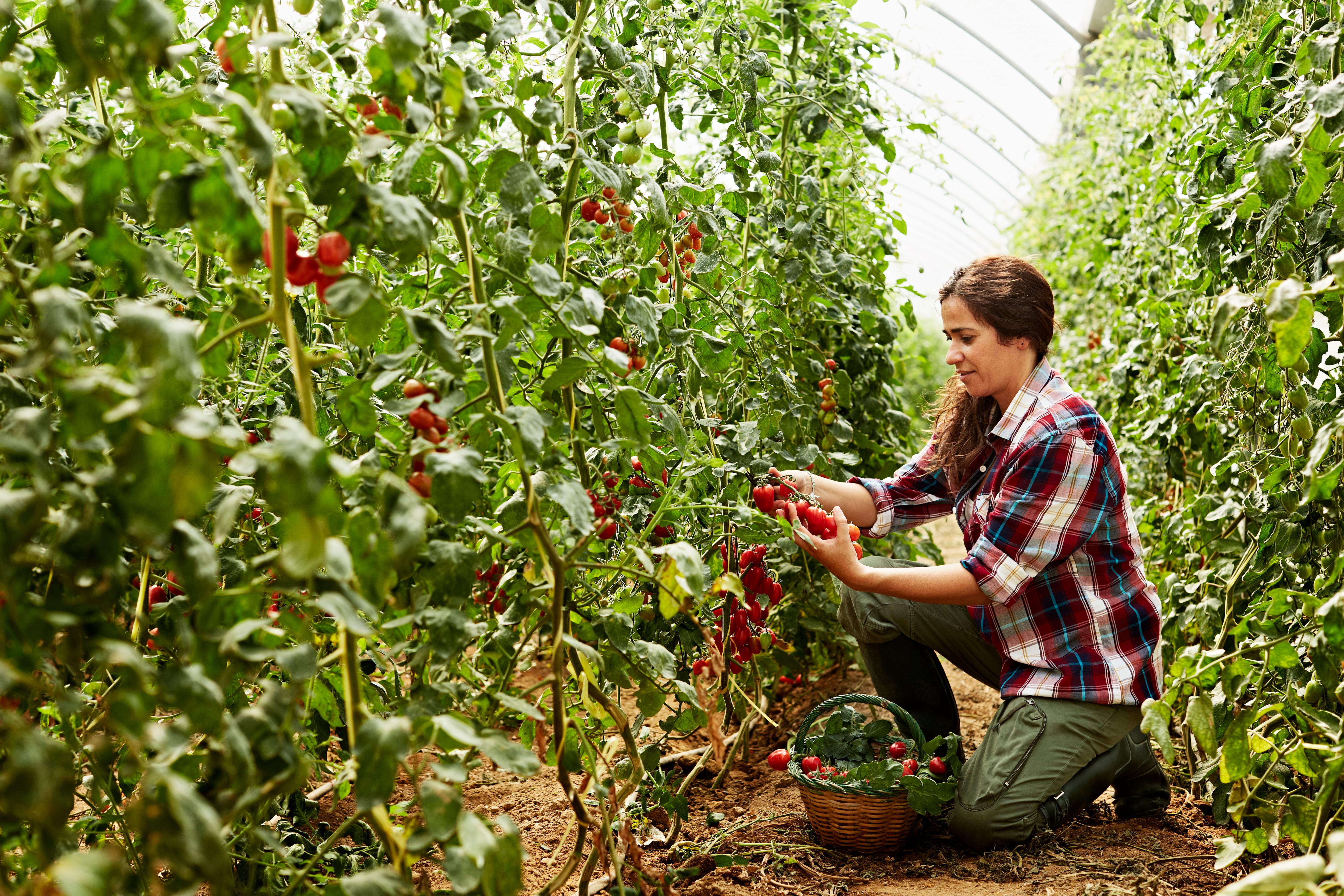 La Oficina Verde de la UBU y Caja Viva Caja Rural explican la Transición Verde como opción de futuro para el sector Primario