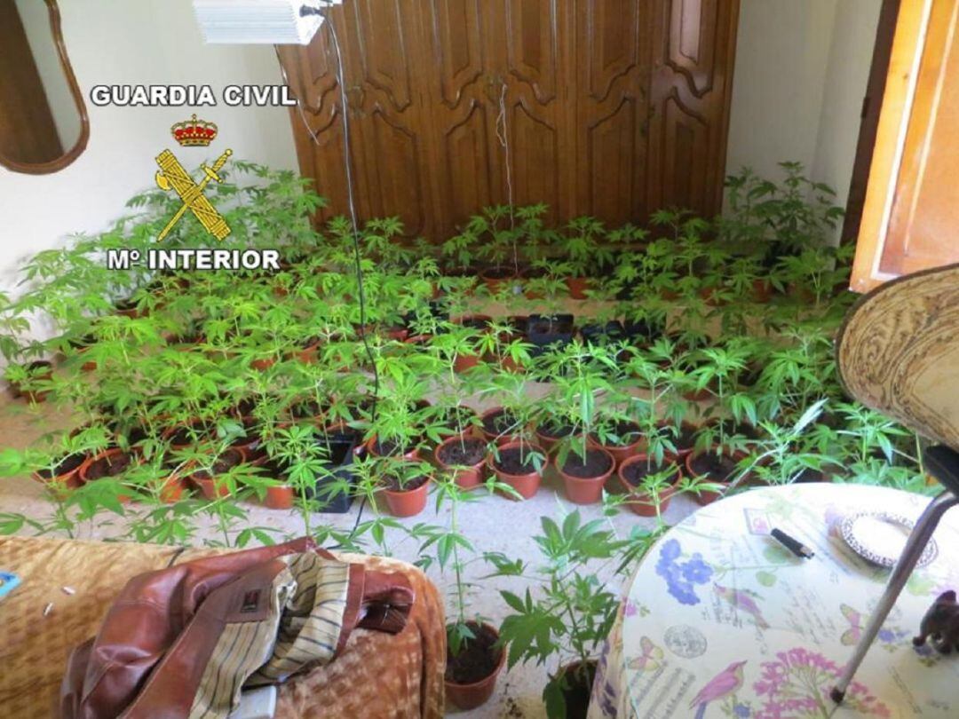 Plantas de marihuana aprehendidas