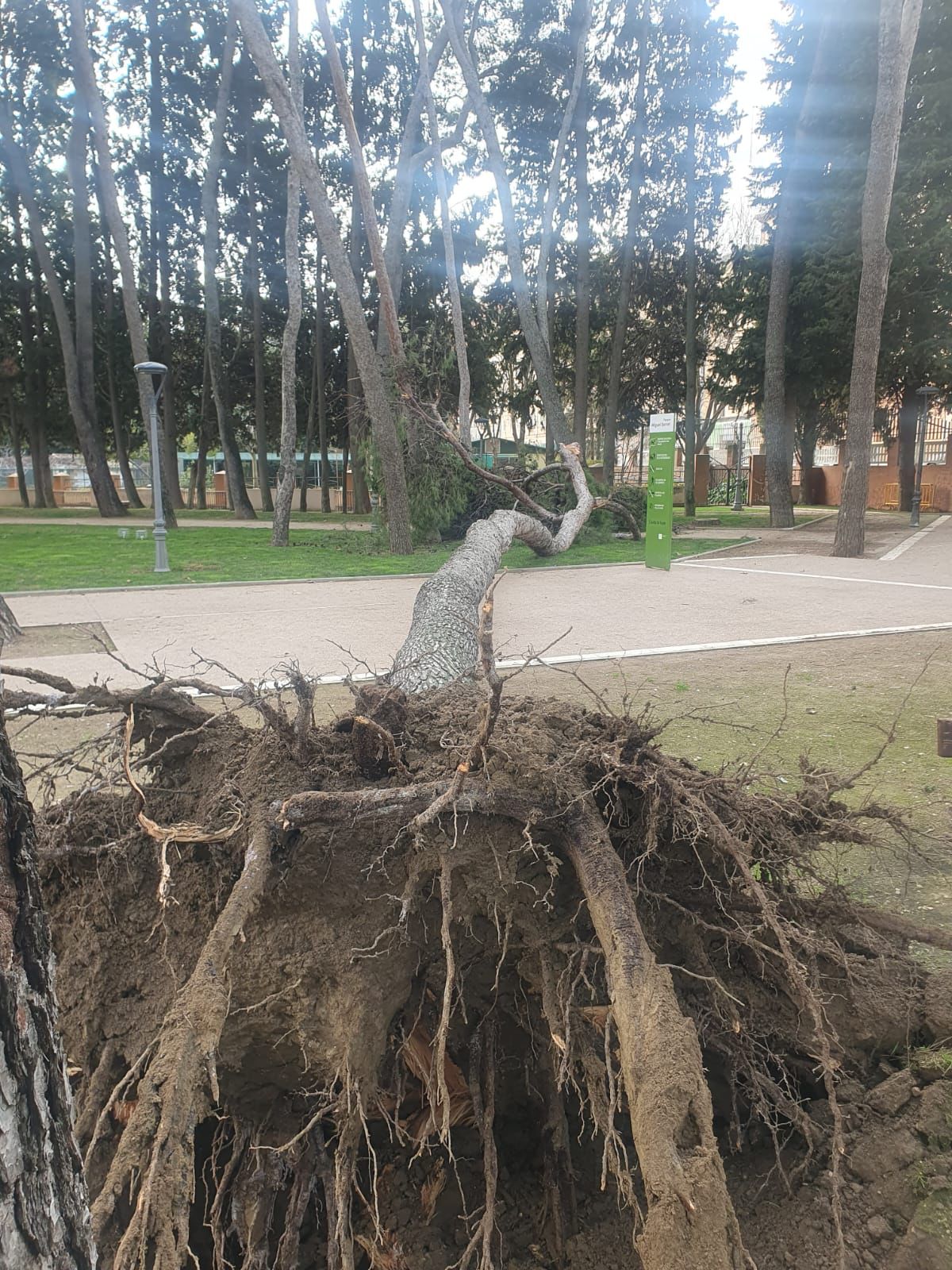 Caída de un pino en el parque Miguel Servet