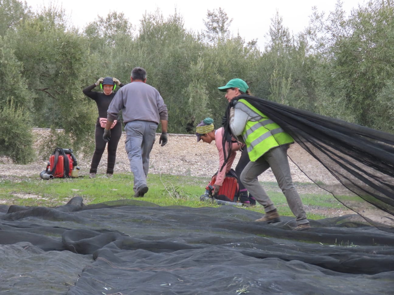 Trabajadoras del campo en Córdoba en la campaña de recogida de la aceituna