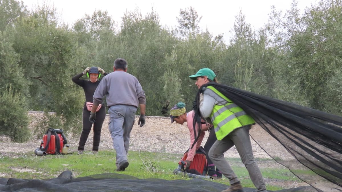 Más de 175.000 trabajadores agrarios andaluces podrían beneficiarse de la unificación de la renta y el subsidio agrario