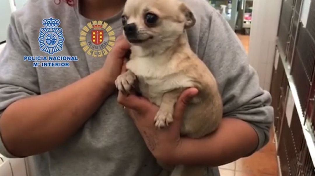 Imagen de una operación policial contra un criadero ilegal de perros en Meco (Madrid) en enero de 2019