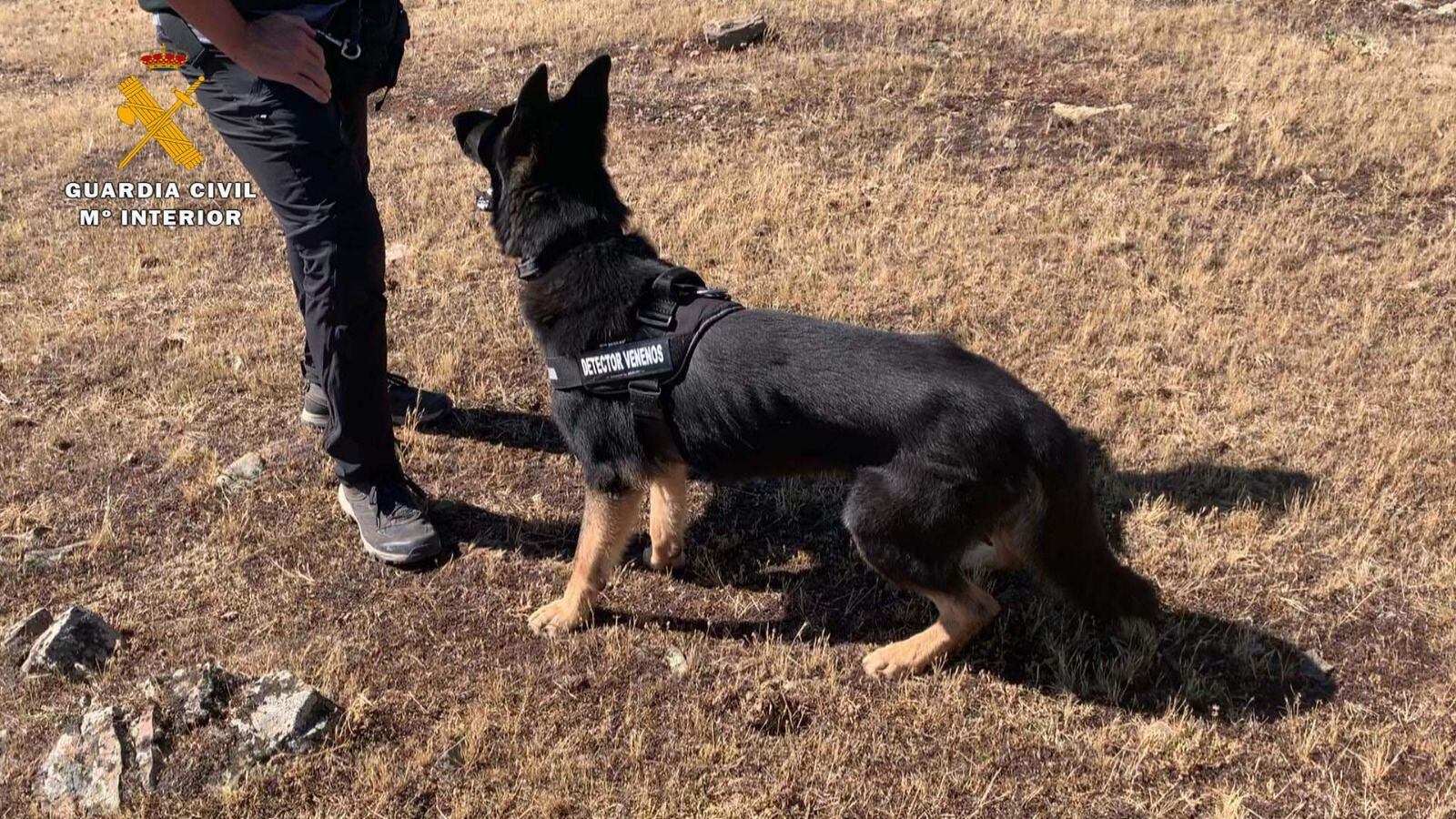 La Guardia Civil intensifica los controles en la búsqueda de cebos envenenados