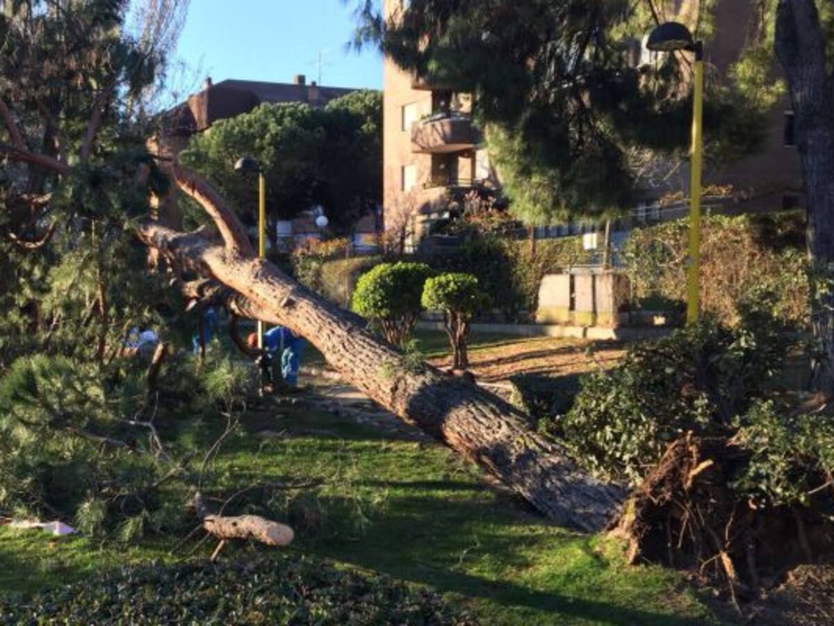 El viento hace estragos en el norte de Madrid