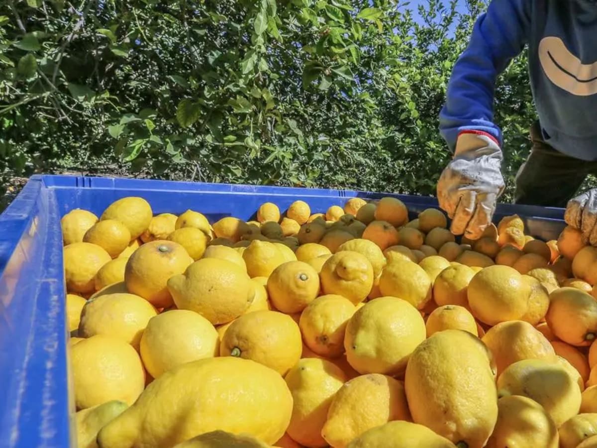 La falta de mano de obra pone en riesgo las campañas agrícolas de cítricos, tropical y aceituna en Málaga