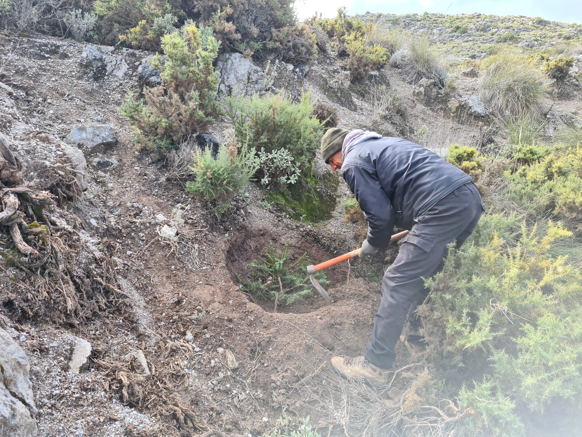 Uno de los voluntarios replantando un pinsapo