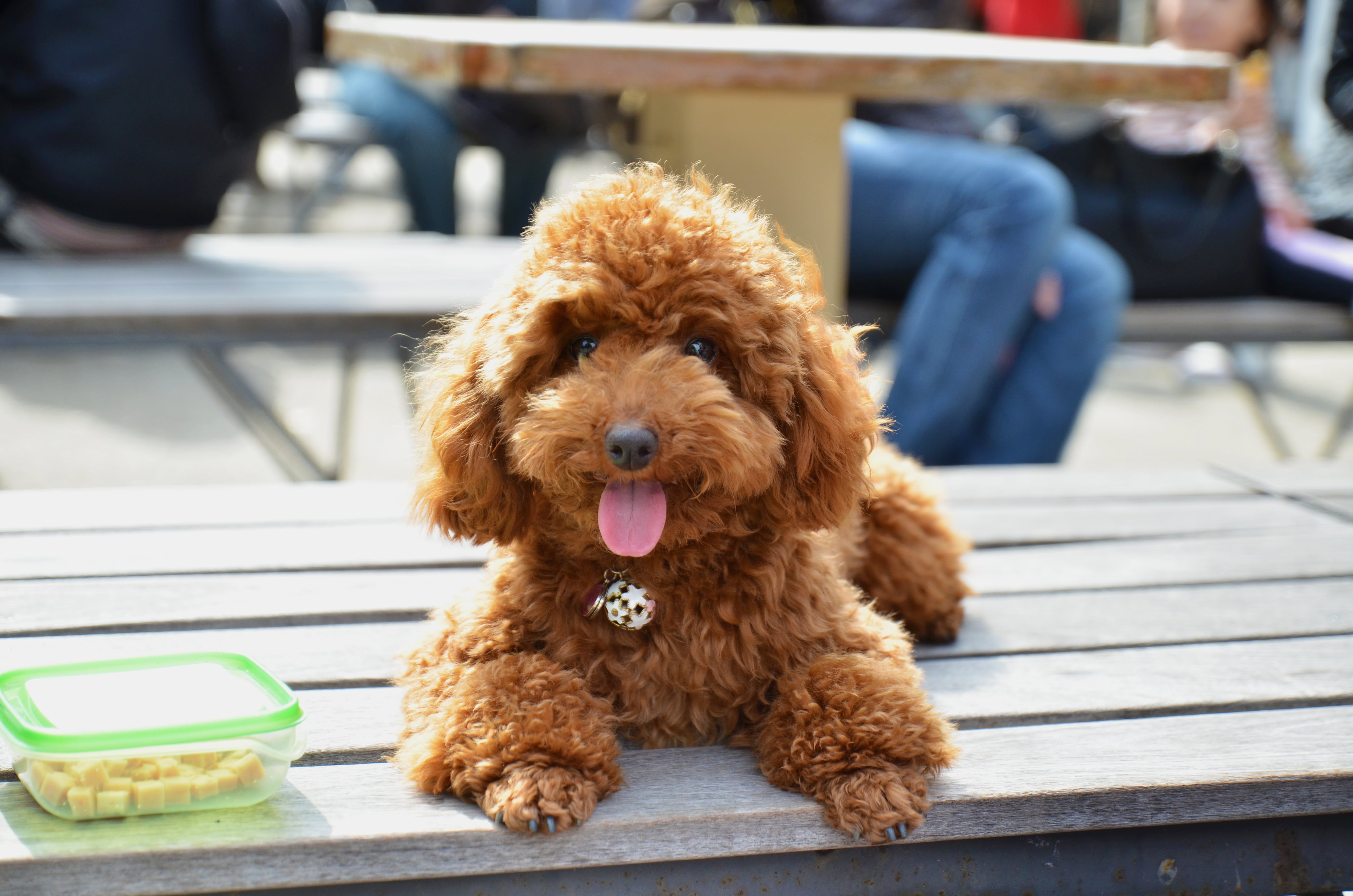 Perro de la raza &#039;caniche toy&#039;