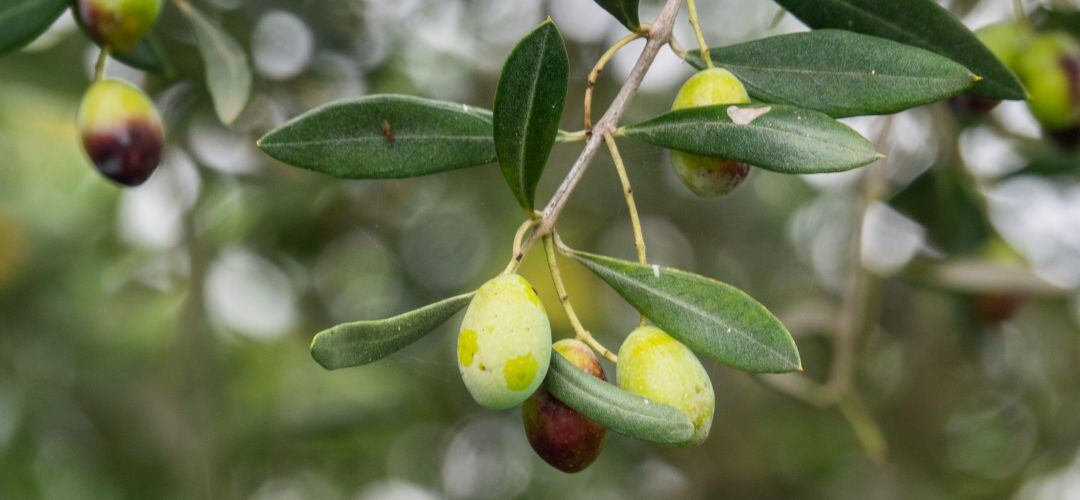 Aceituna madurando en un olivo de la provincia de Jaén.