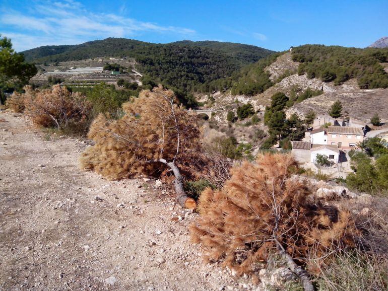Efectos de la plaga de Tomicus en los pinares