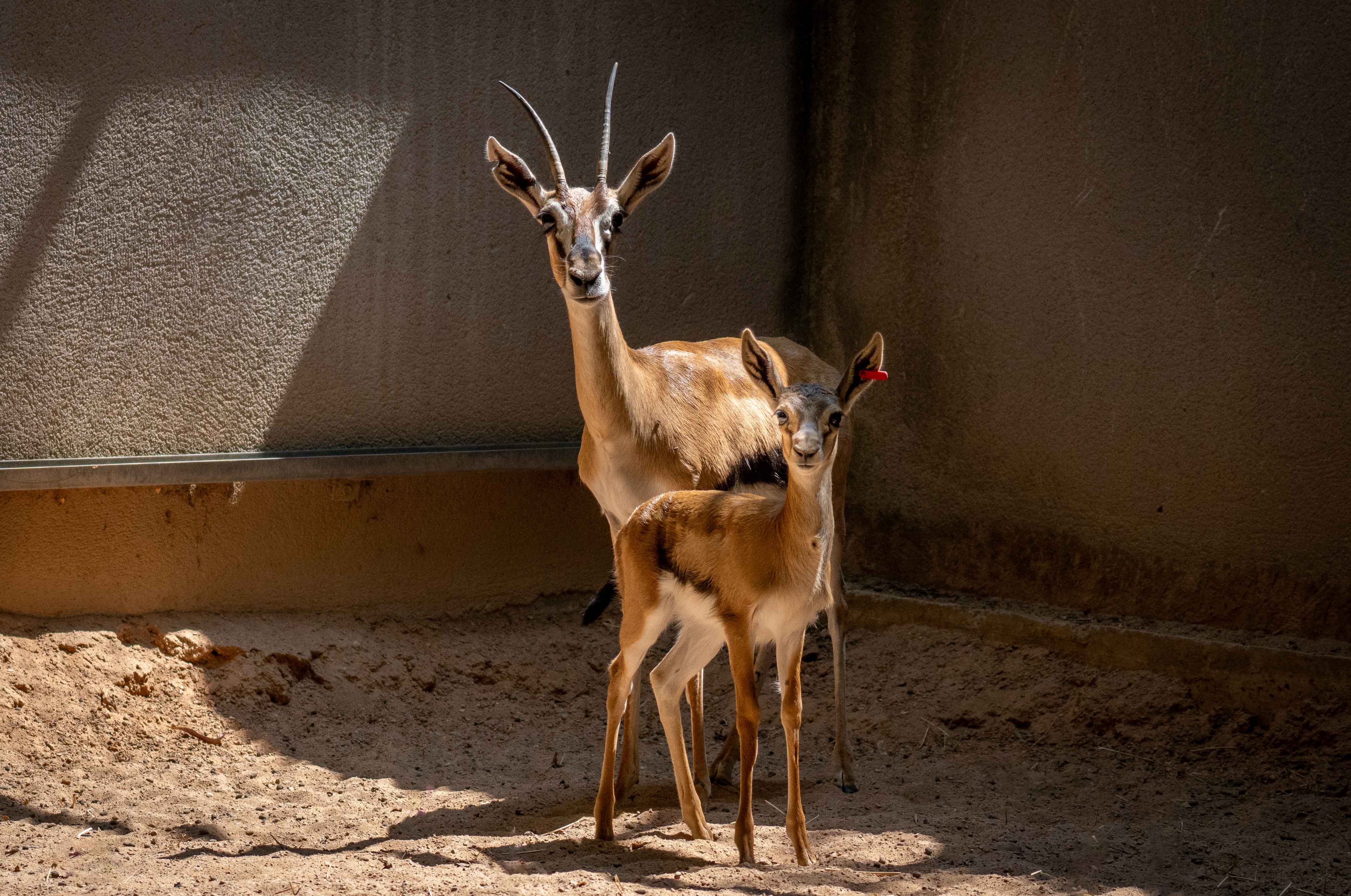 Nace en Bioparc València un ejemplar del antílope más veloz de África, solo superado por el guepardo