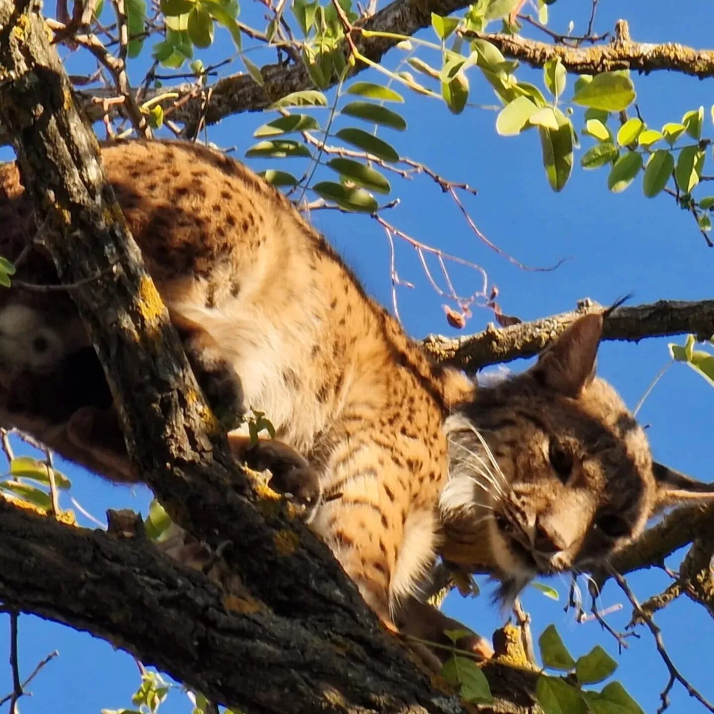Captura del lince en Úbeda