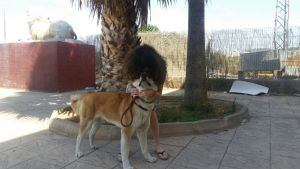 Sandra besa a su fiel perra Maya de camino a Barcelona