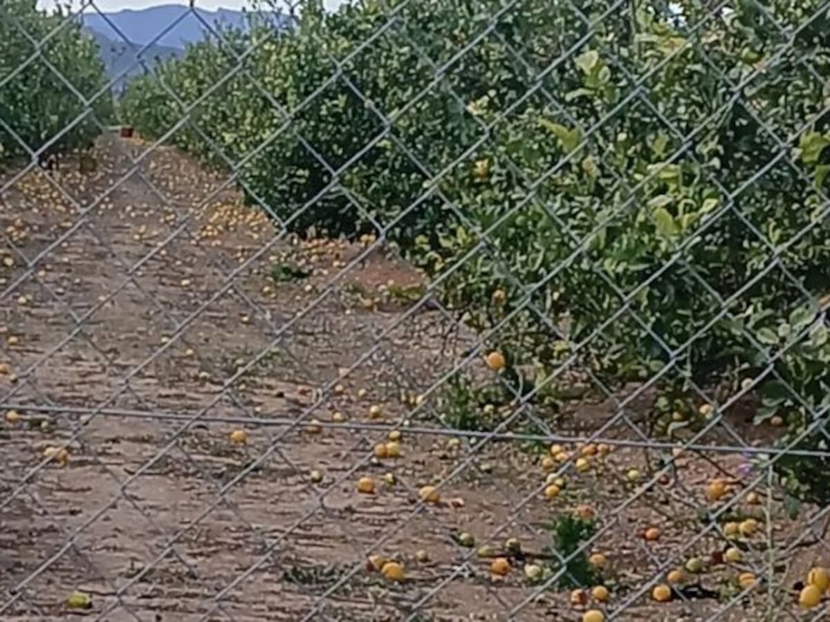 No solo caen árboles y vallas: el viento pone en jaque los campos de la Vall d’Albaida
