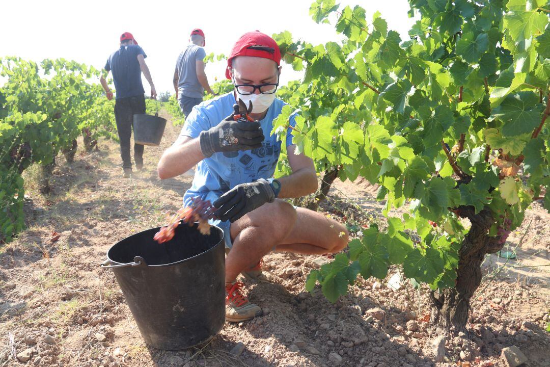 La verema ha començat a l'Alt Empordà.