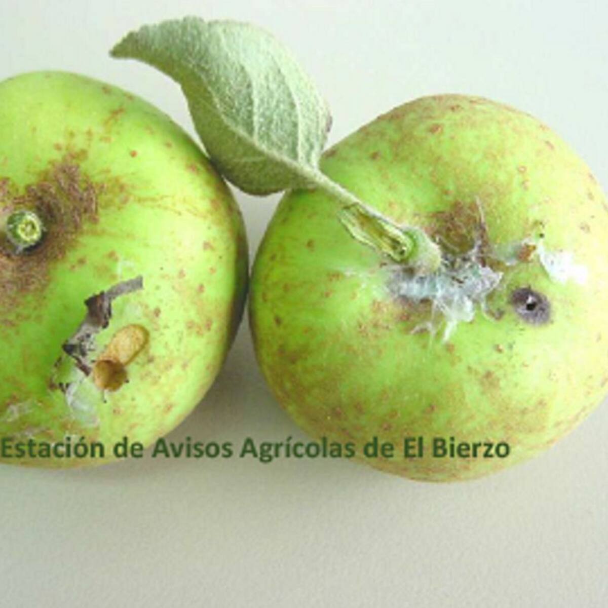 La estación de avisos del Bierzo recomienda la aplicación de un tratamiento contra la plaga de la Cacoecia