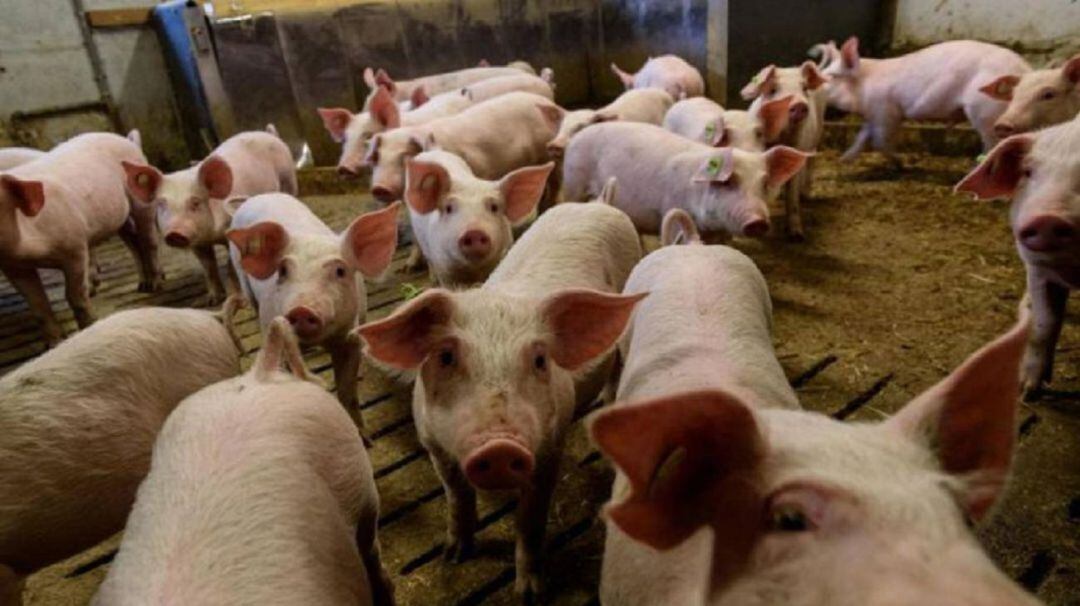 Este domingo habrá movilización en Palencia contra los proyectos de macrogranjas porcinas