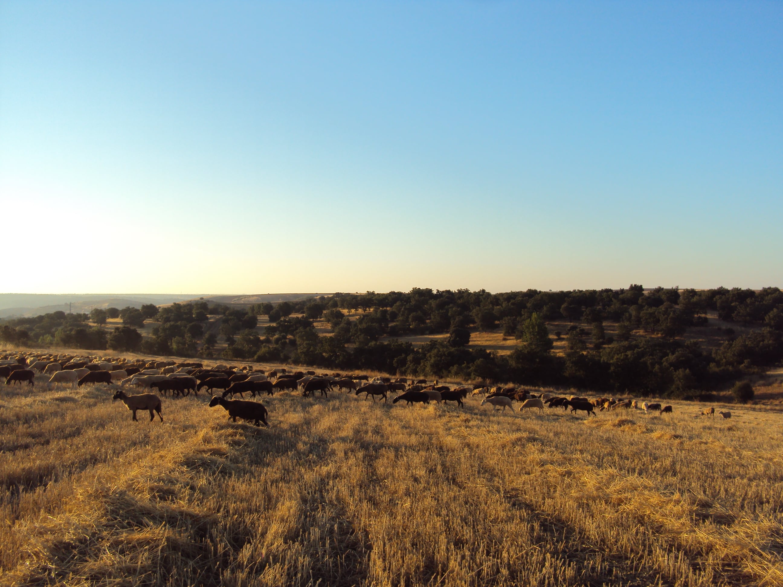 Se analiza la convivencia de la ganadería con los lobos