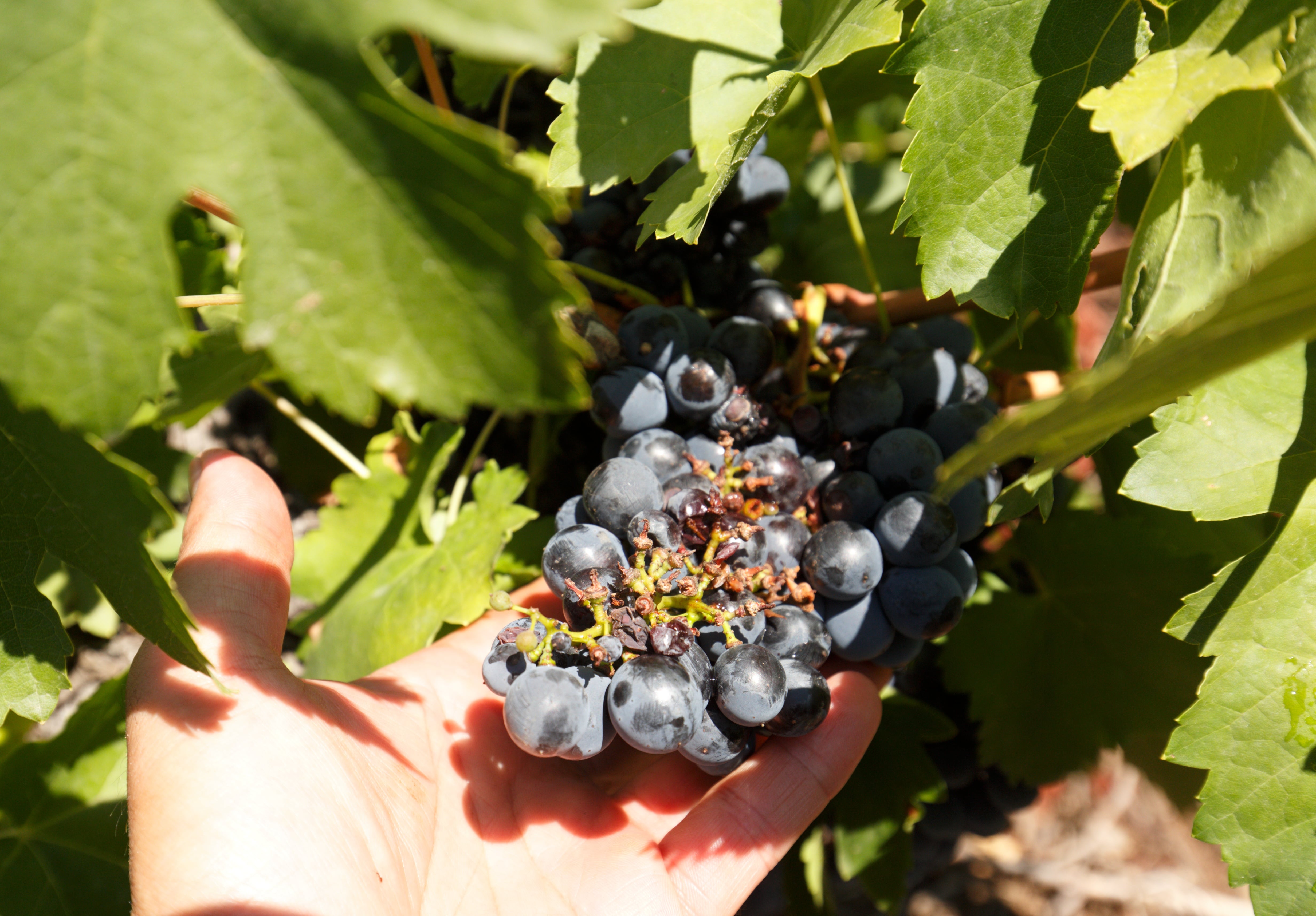 Racimo de uvas afectado por el granizo