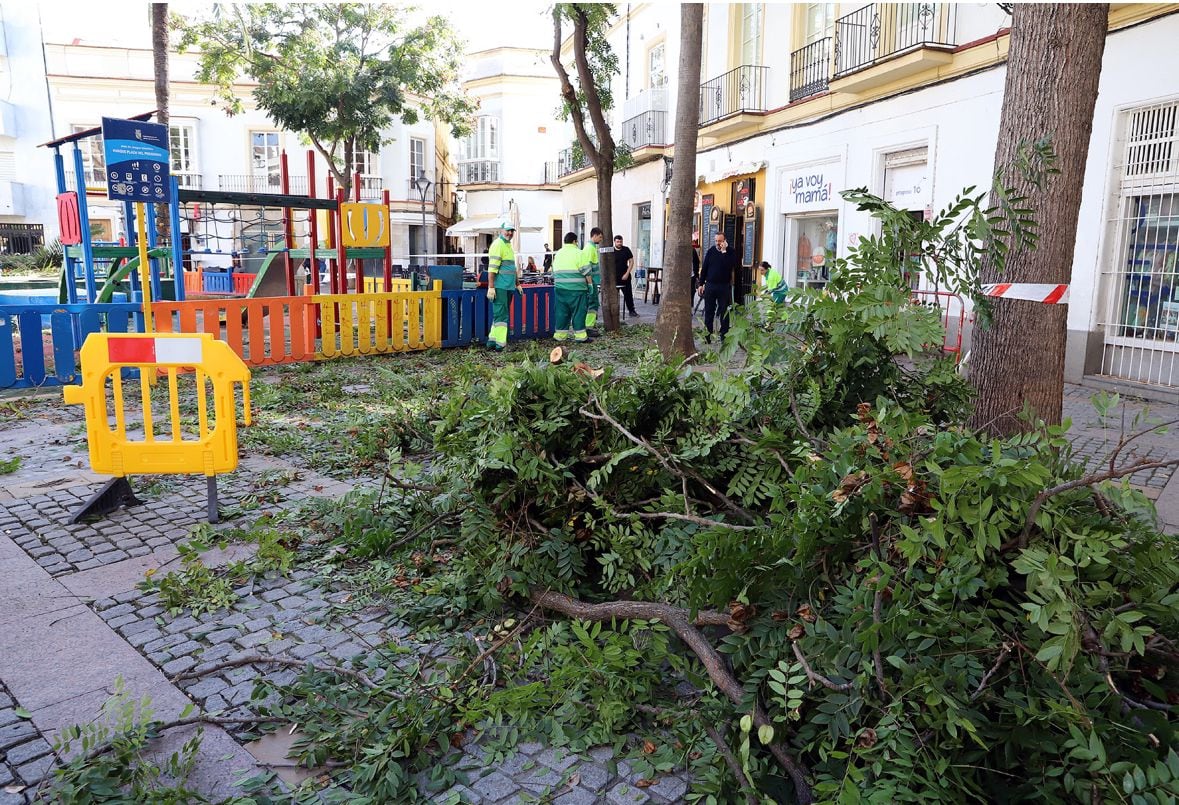 El árbol se ha caído junto al parque infantil de la plaza del Progreso