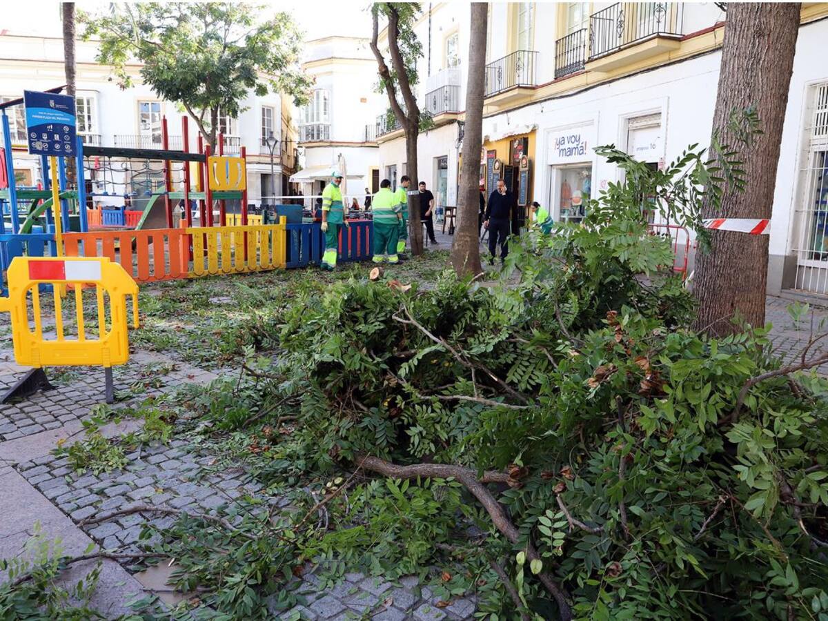 Cerrado el parque infantil de la plaza del Progreso tras la caída de un árbol