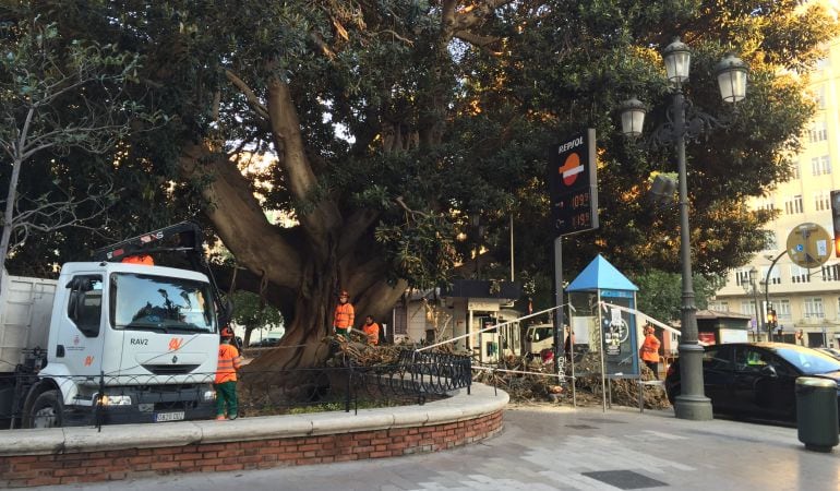 El monumental ficus este lunes por la mañana y la brigada de jardinería trabajando