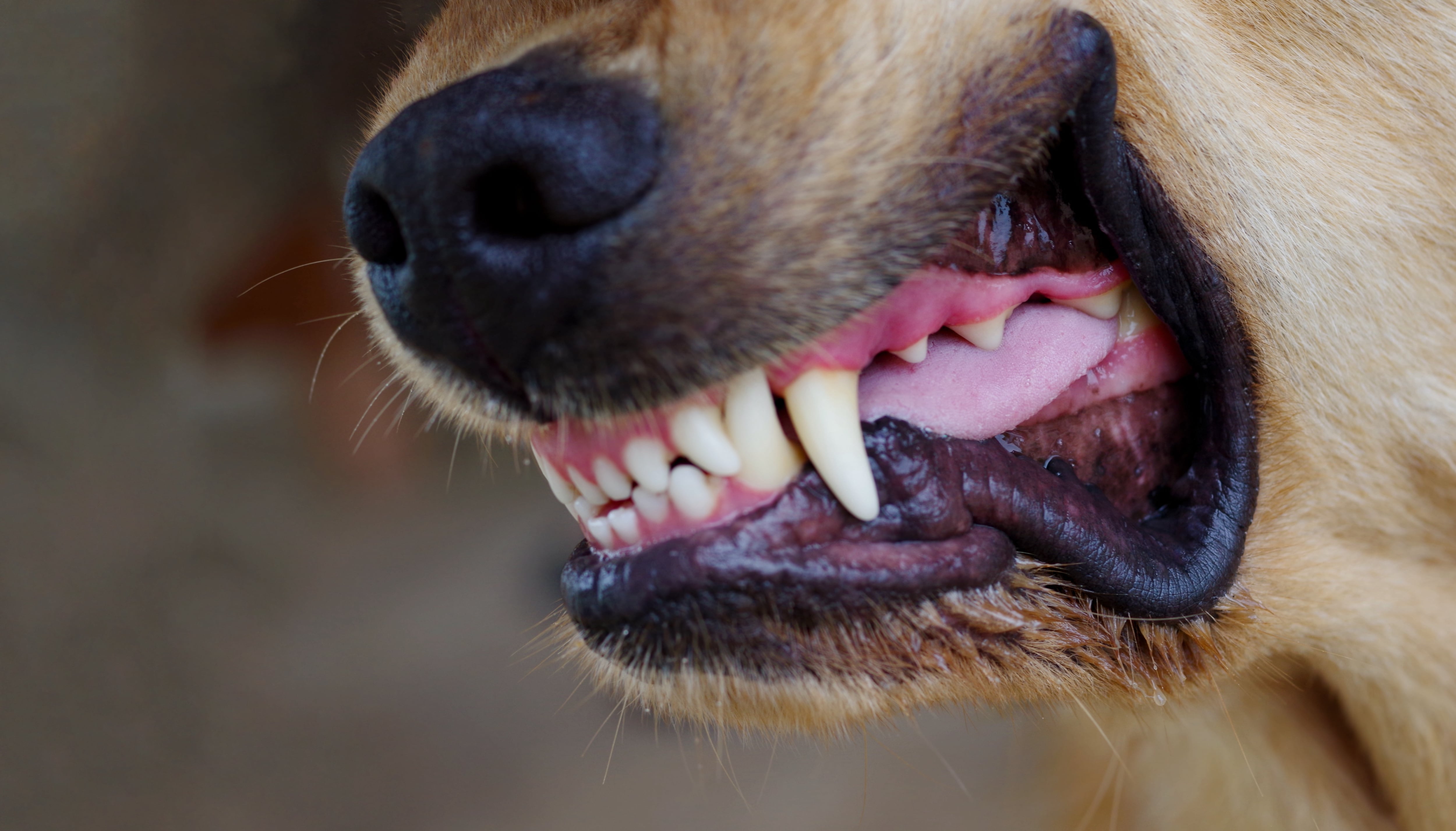 Imagen de un perro enfurecido