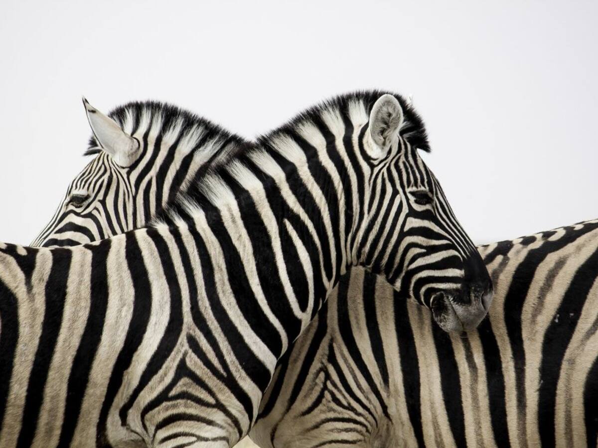 La mala costumbre de pedir sin dar algo a cambio