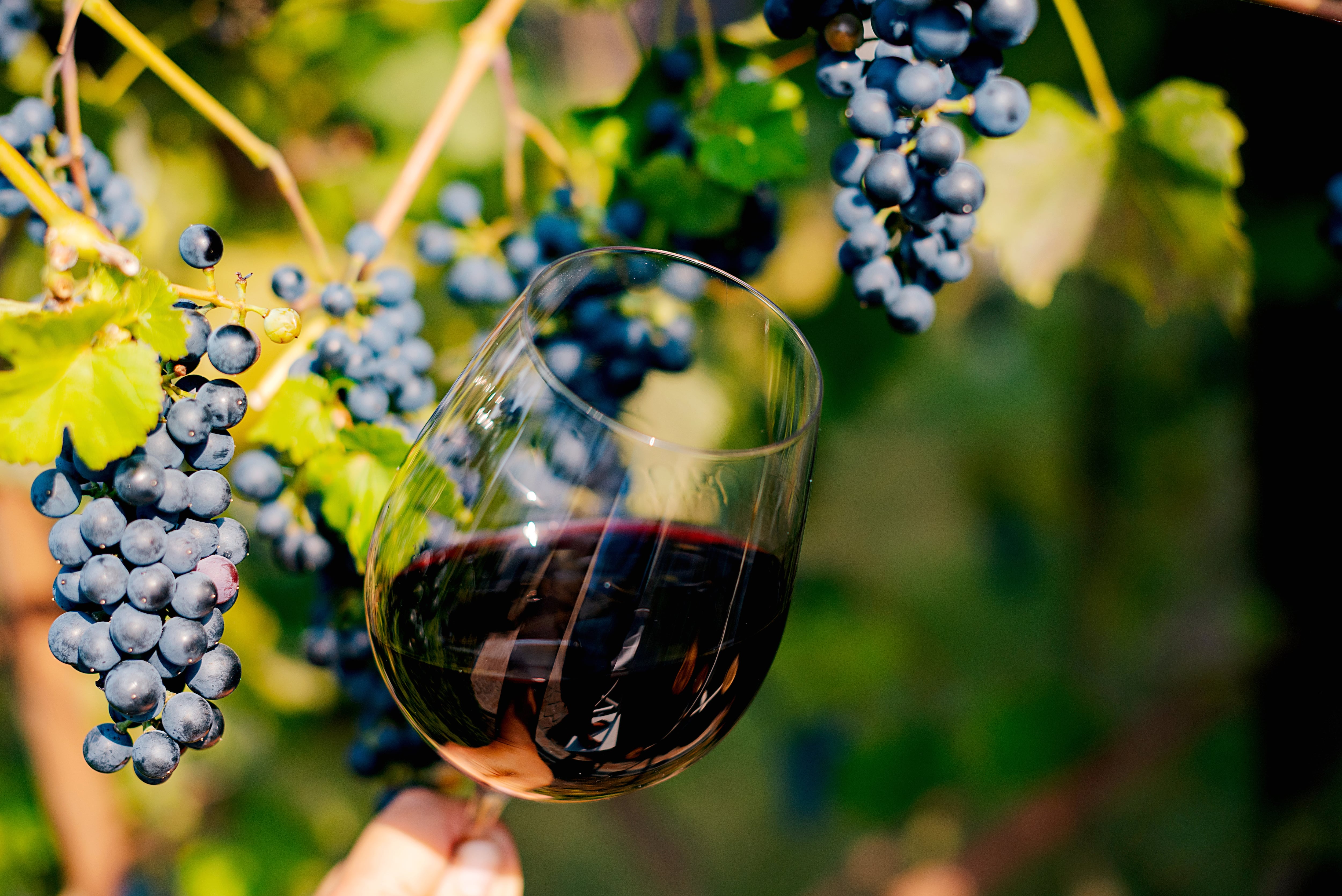 Un vaso de vino tinto y unas uvas moradas. Archivo.