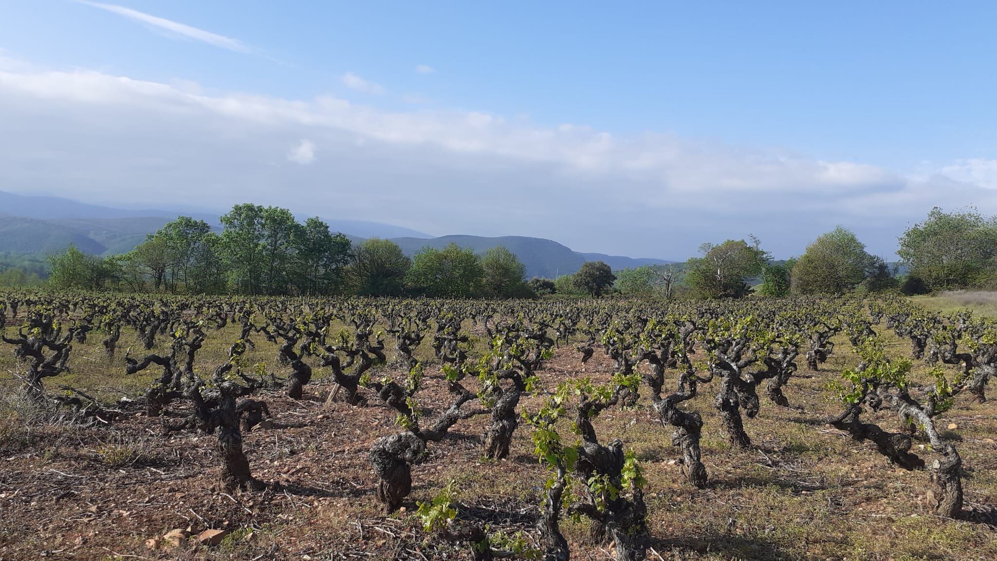 Viñedo viejo en el paraje de los Fornos