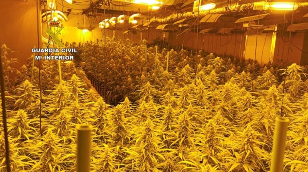 Algo más de 1.800 plantas de marihuana incautadas en Layos