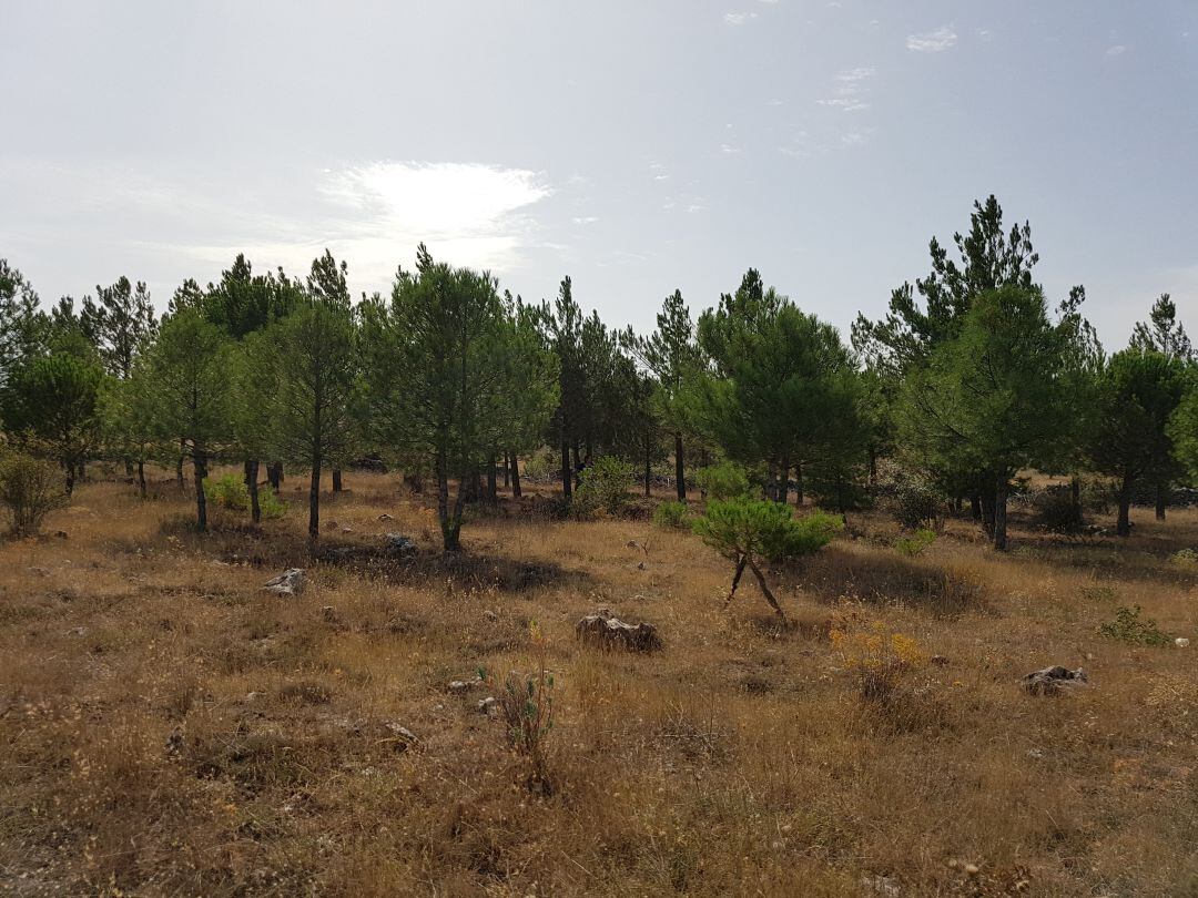 Monte en Torremocha del Campo