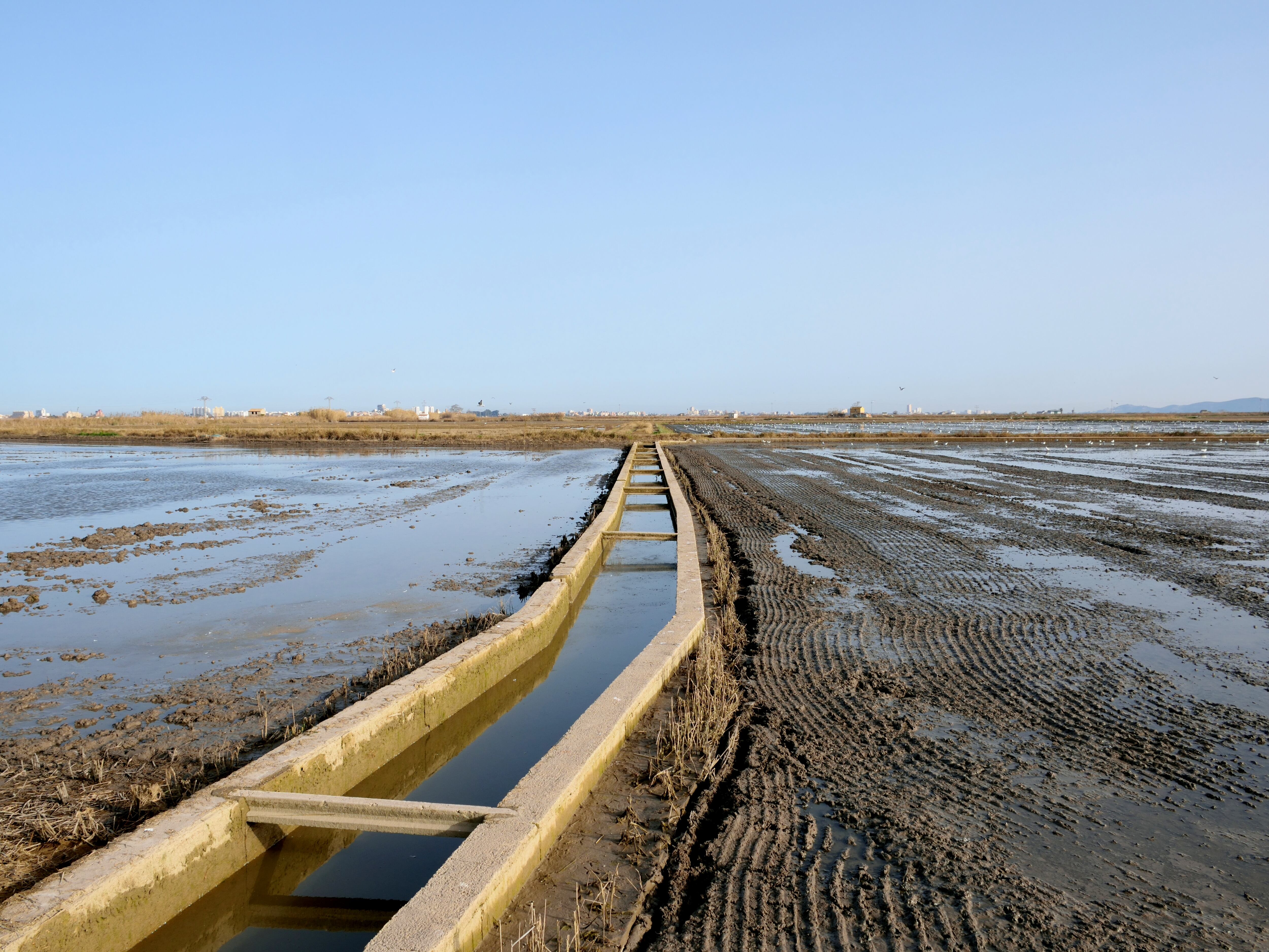 Campo de arroz de la Albufera de València en una imagen de archivo.