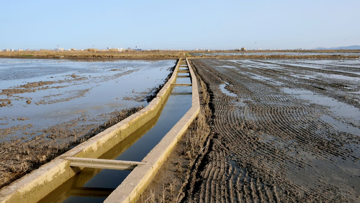 La llavor (06-09-2025)