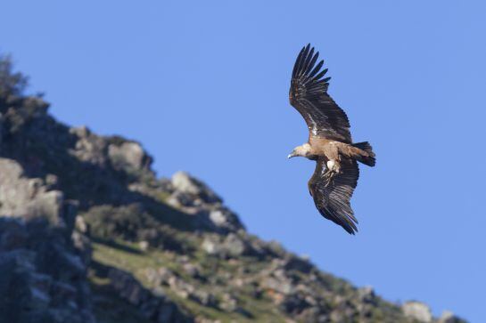 El vuelo del buitre