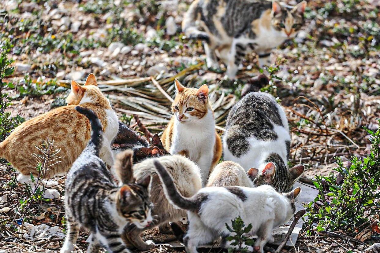 Colonia de gatos