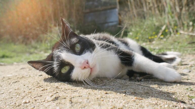 Gato tumbado en el campo