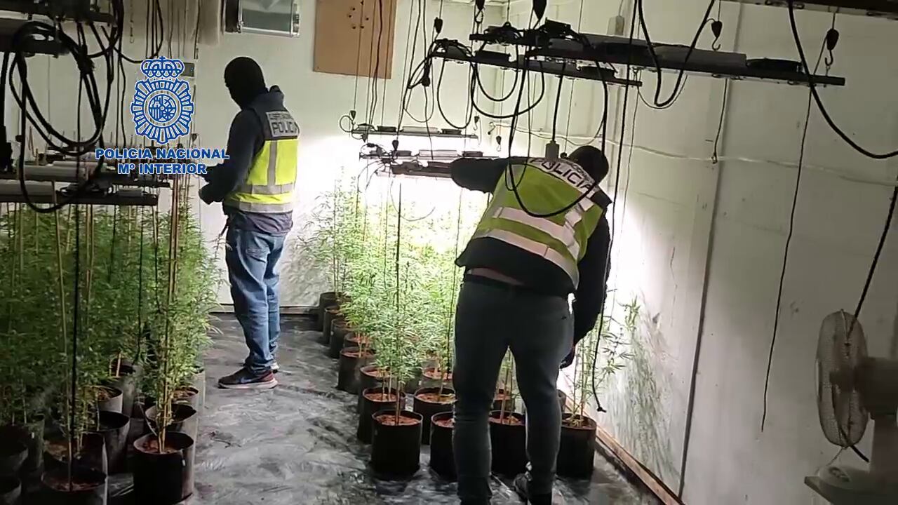 Agentes de la Policía Nacional encuentran marihuana en una vivienda de Lorca