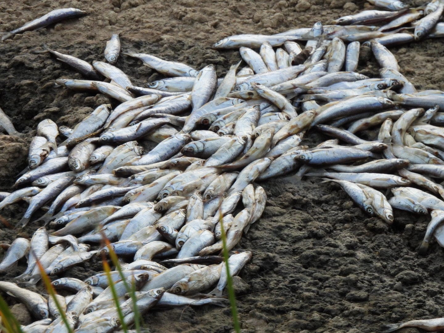 Los peces se encontraban fuera del agua, en la orilla del río