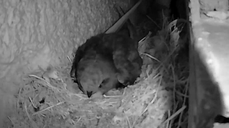 Vencejos TV...o el Gran Hermano de los pollitos (08/05/2025)