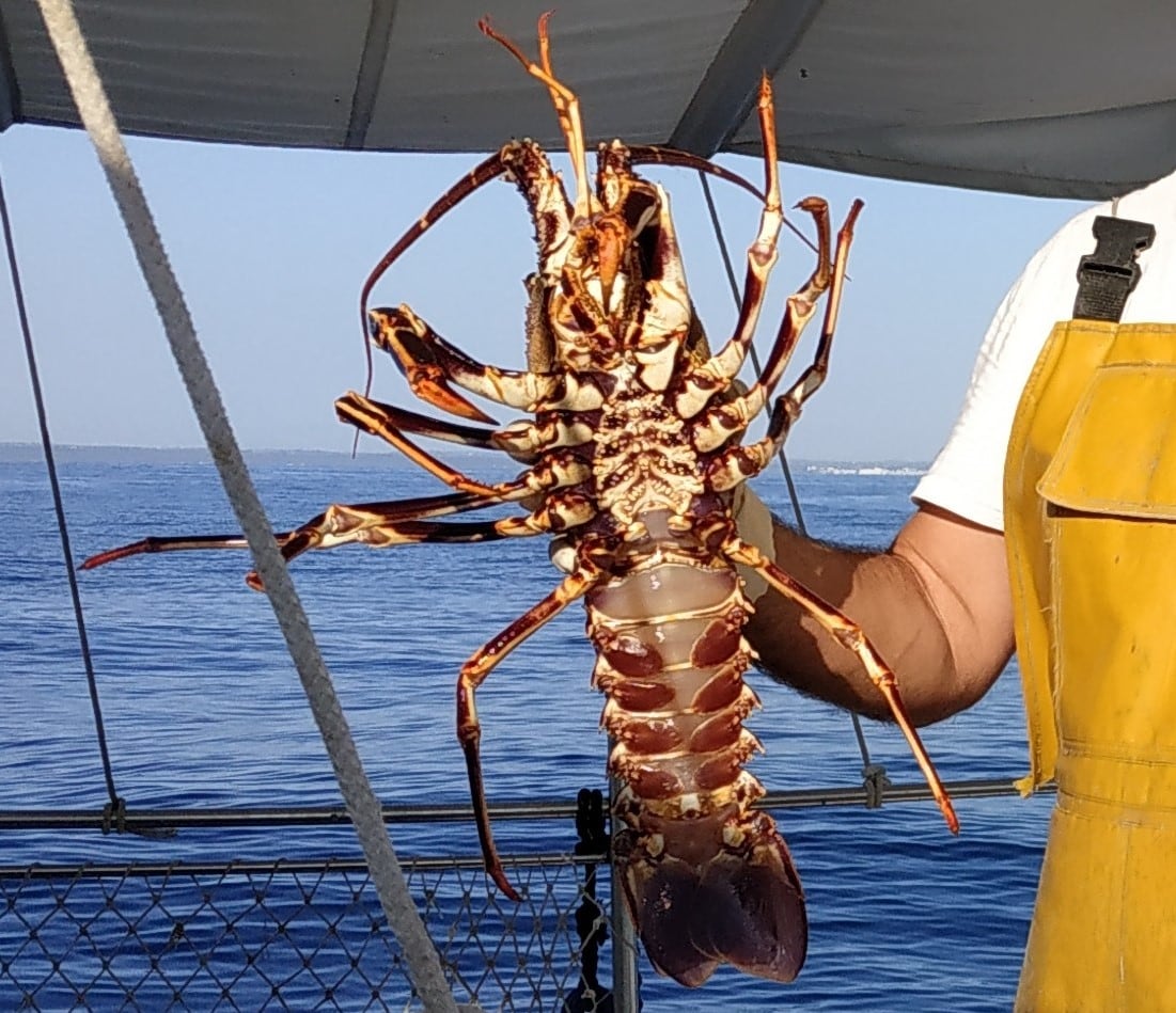 El Govern vol que la pesca de llagosta sigui més sostenible.