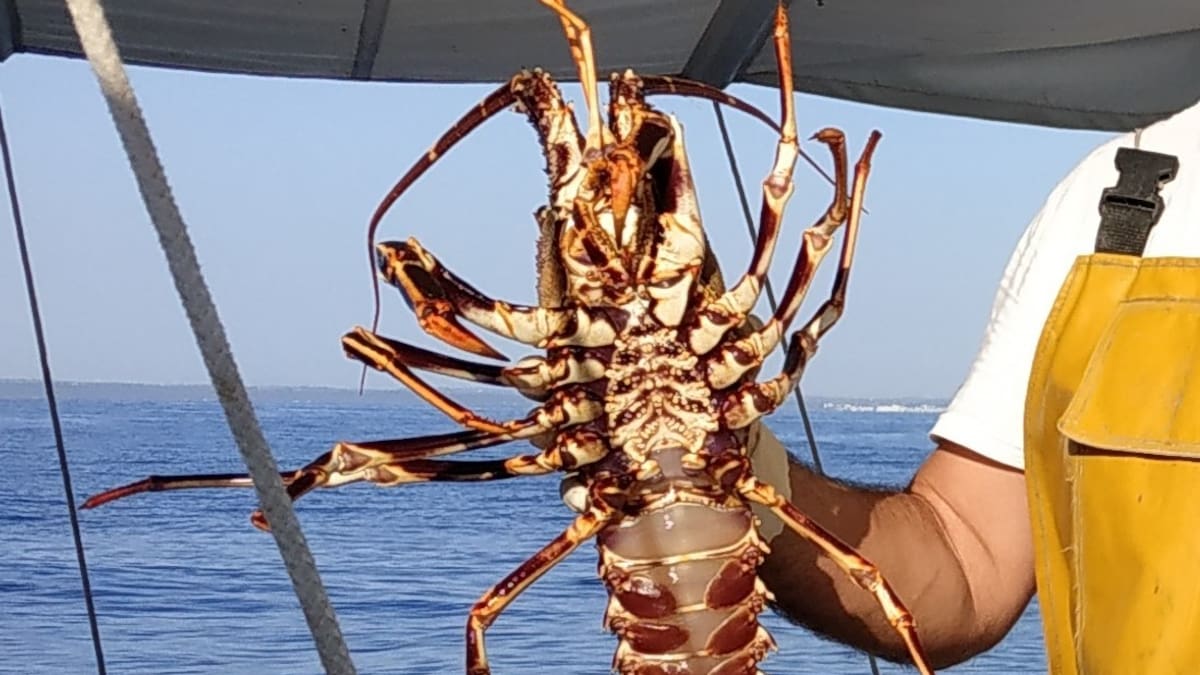 Canvia la normativa de la pesca de llagosta a aigües interiors de Balears